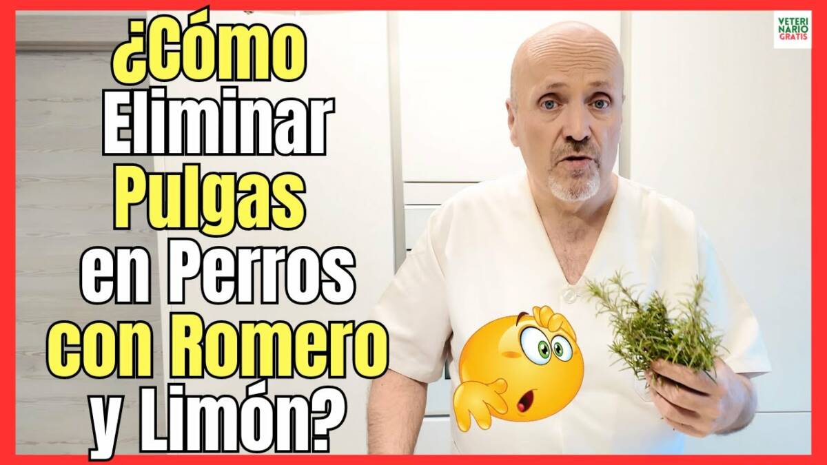 ¿COMO ELIMINAR PULGAS EN PERROS CON ROMERO Y LIMÓN? REPELENTE NATURAL PARA PULGAS Y GARRAPATAS