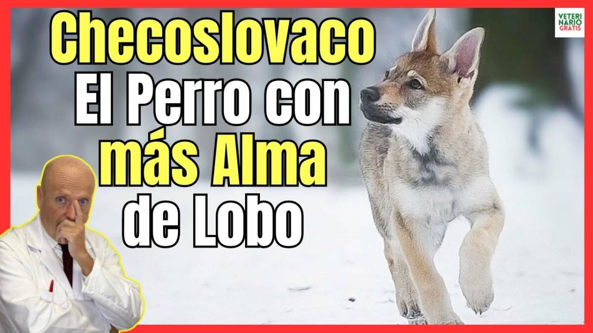 PERRO LOBO CHECOSLOVACO ¿UNA RAZA PELIGROSA?