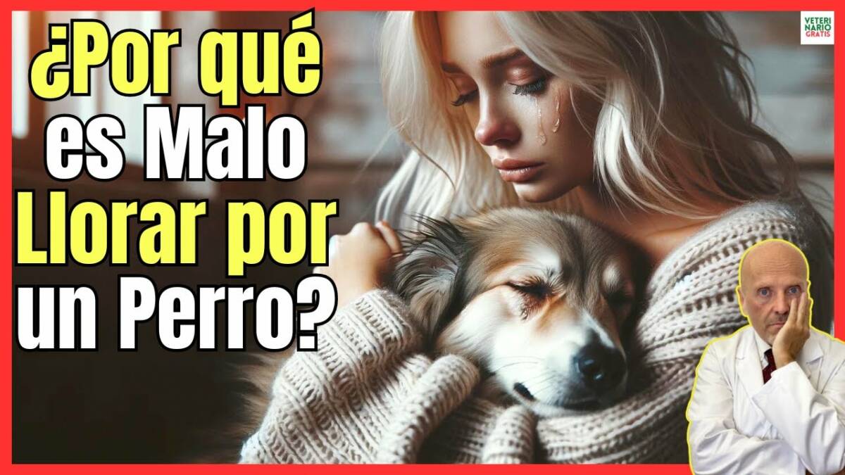 ¿PORQUE ES MALO LLORAR POR UN PERRO?