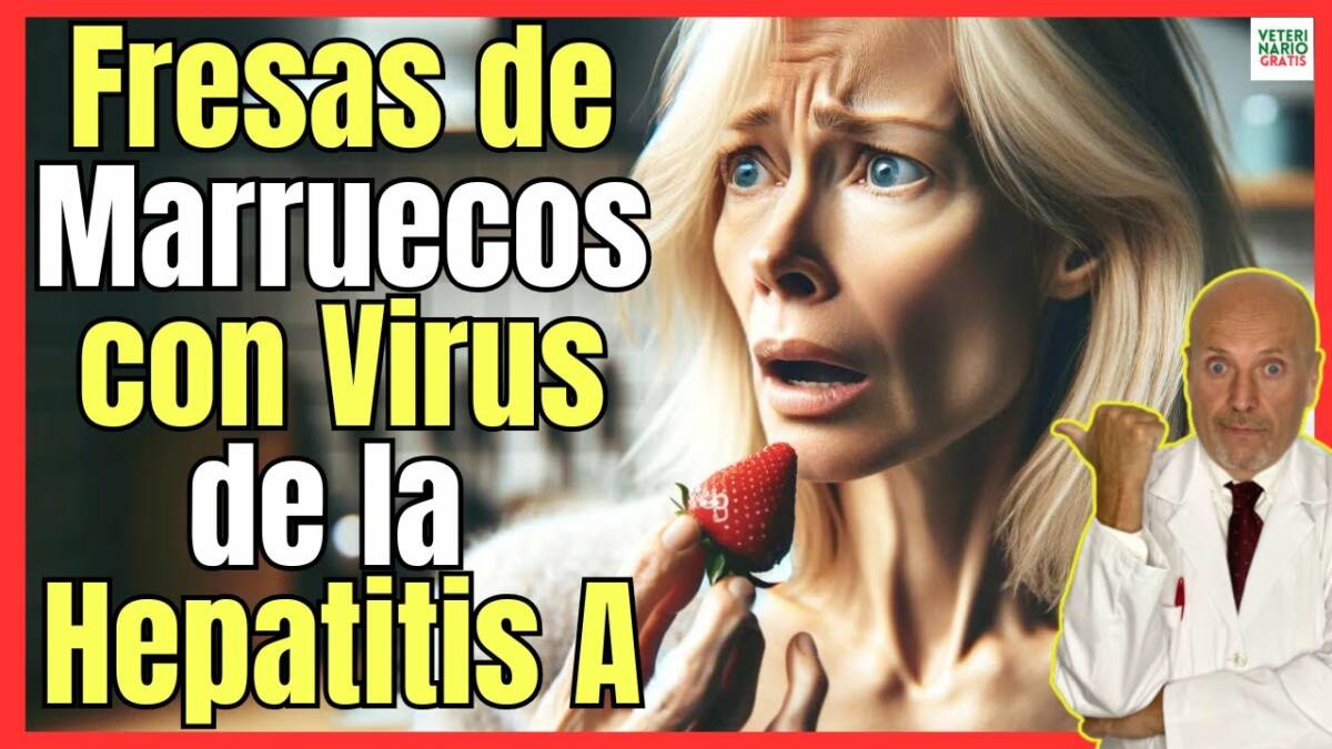 Urgente fresas de marruecos contaminadas con