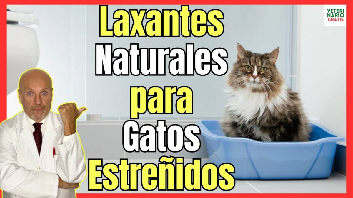 LAXANTES NATURALES PARA EL ESTREÑIMIENTO EN GATOS