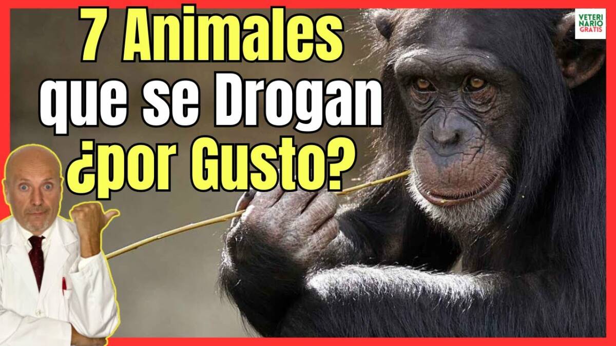 7 ANIMALES QUE SE DROGAN POR GUSTO O NO