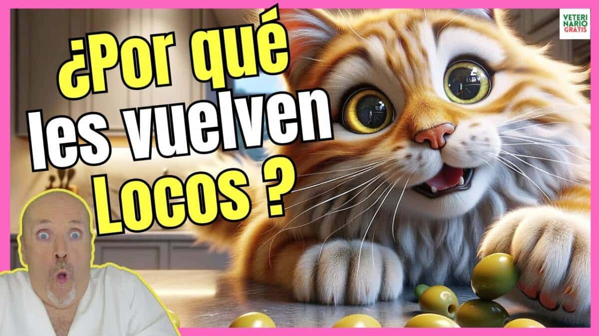 ¿Por qué los gatos se vuelven locos con las aceitunas?Los gatos y las aceitunas