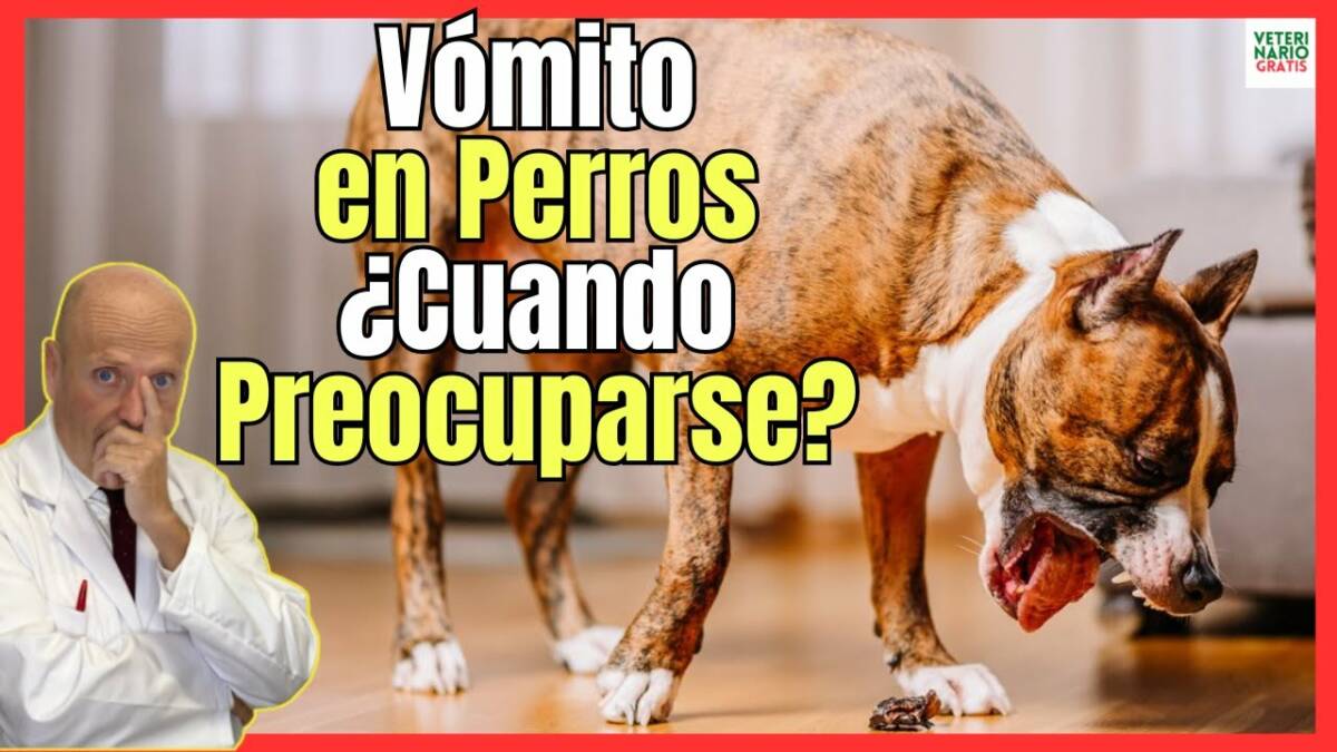 VÓMITOS EN PERROS ¿CUANDO PREOCUPARSE?