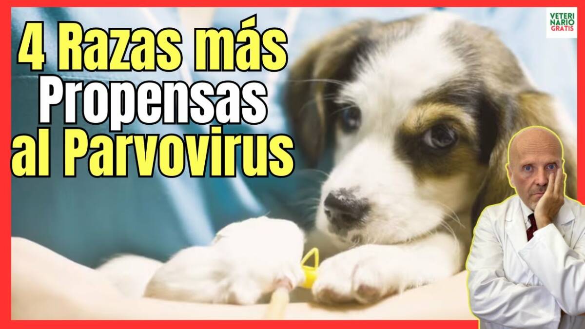 LAS 4 RAZAS DE PERROS MÁS PROPENSAS AL PARVOVIRUS