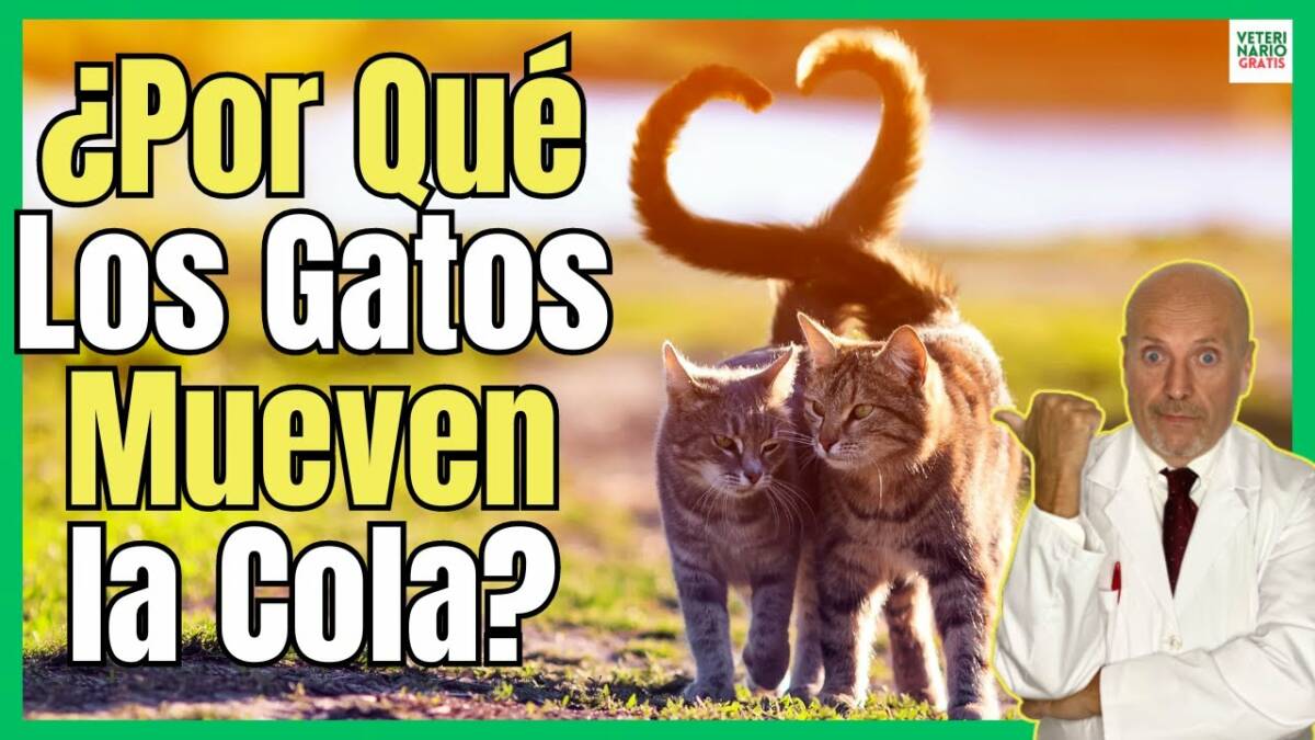 ¿PORQUE LOS GATOS MUEVEN LA COLA? POSTURAS DE LA COLA DEL GATO