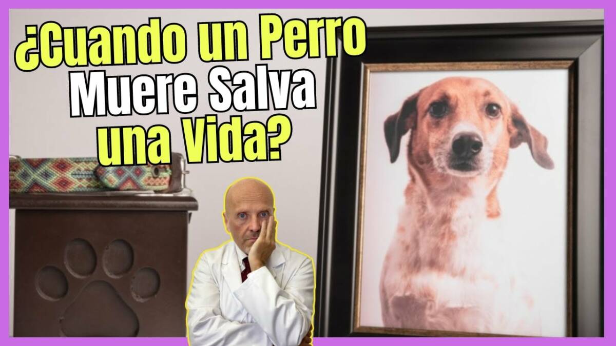 ¿CUANDO UN PERRO MUERE SALVA UNA VIDA?