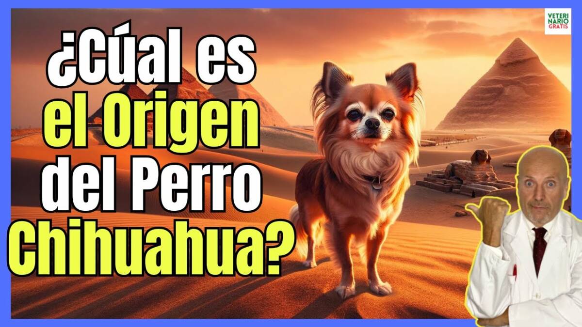 Cual es el verdadero origen del perro chihuahua