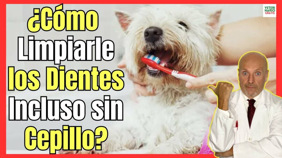 ¿CÓMO LIMPIAR LOS DIENTES DE MI PERRO INCLUSO SIN CEPILLO?