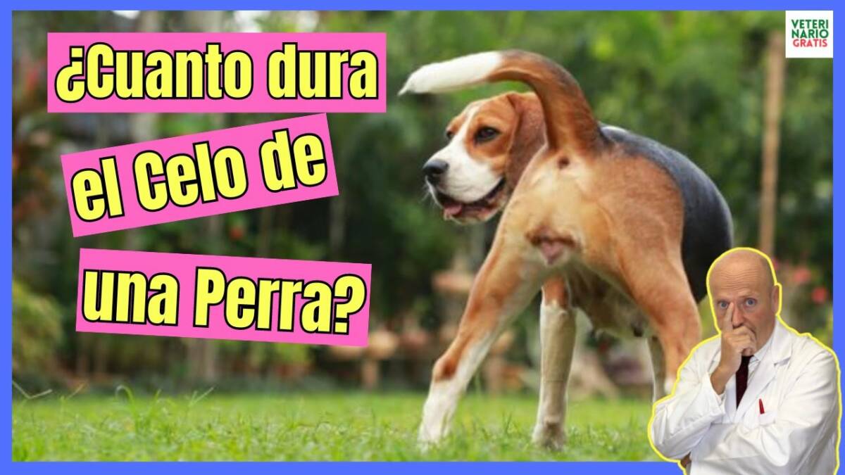 ¿CUANTO DURA EL CELO DE UNA PERRA?