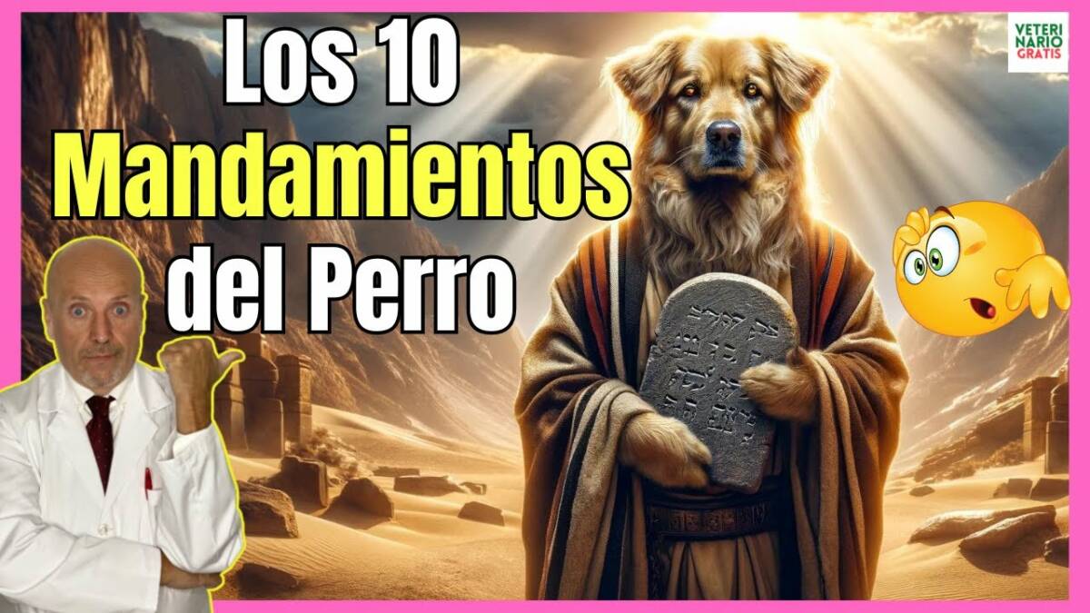 ¿CUALES SON LOS 10 MANDAMIENTOS DEL PERRO?