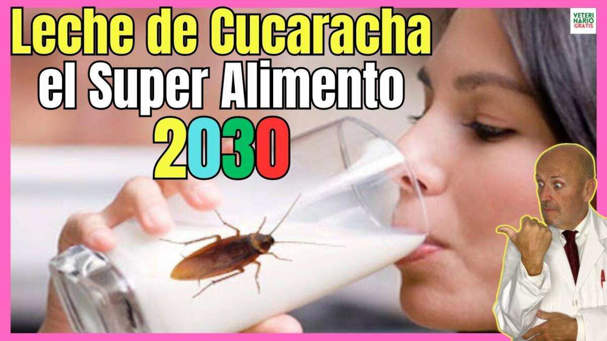 LA LECHE DE CUCARACHA EL SUPERALIMENTO DE LA AGENDA 2030 ¿POR QUÉ NO COMER INSECTOS?