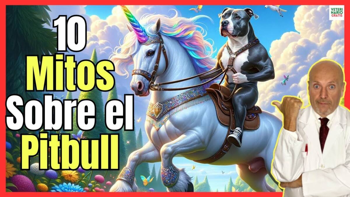 10 MITOS SOBRE EL PITBULL DE RAZA PURA