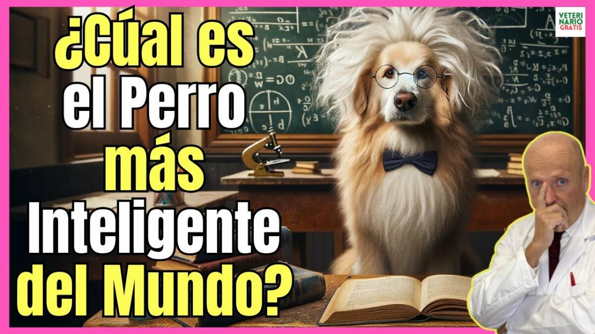 ¿CUAL ES EL PERRO MAS INTELIGENTE DEL MUNDO? 20232024