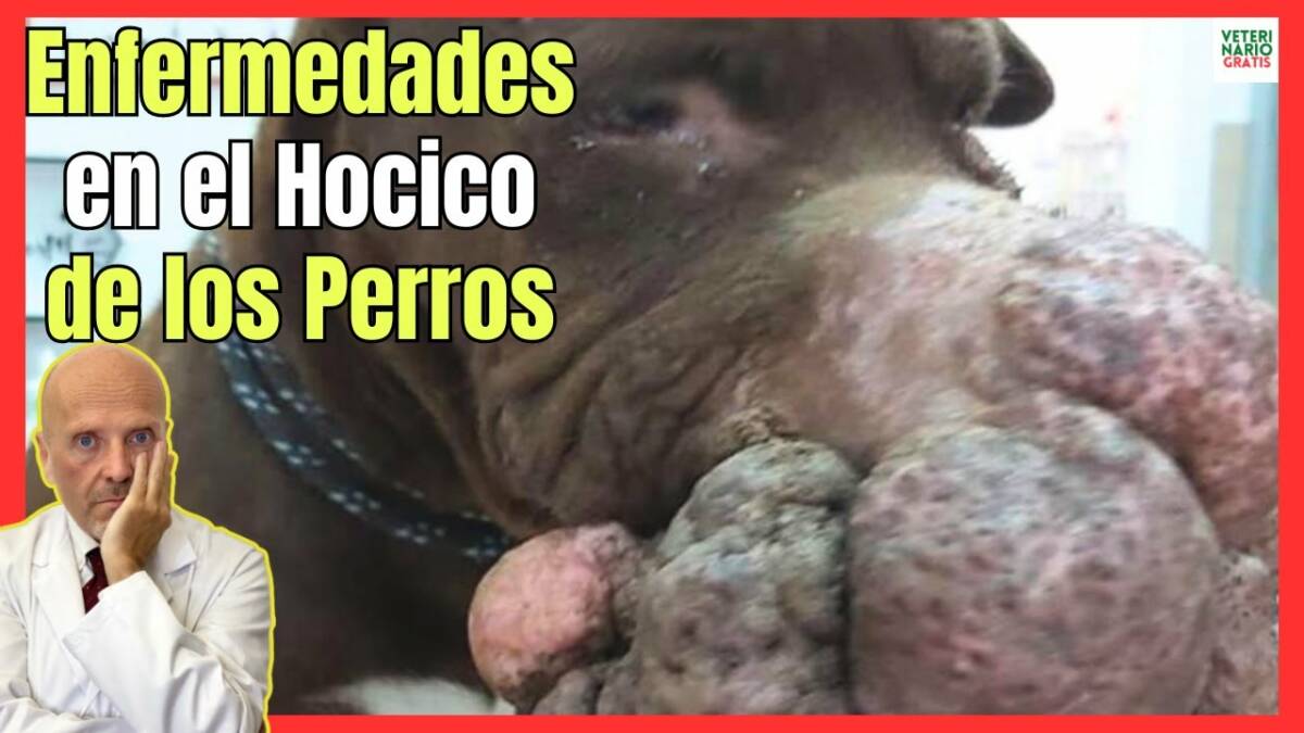 4 ENFERMEDADES COMUNES EN EL HOCICO DE LOS PERROS