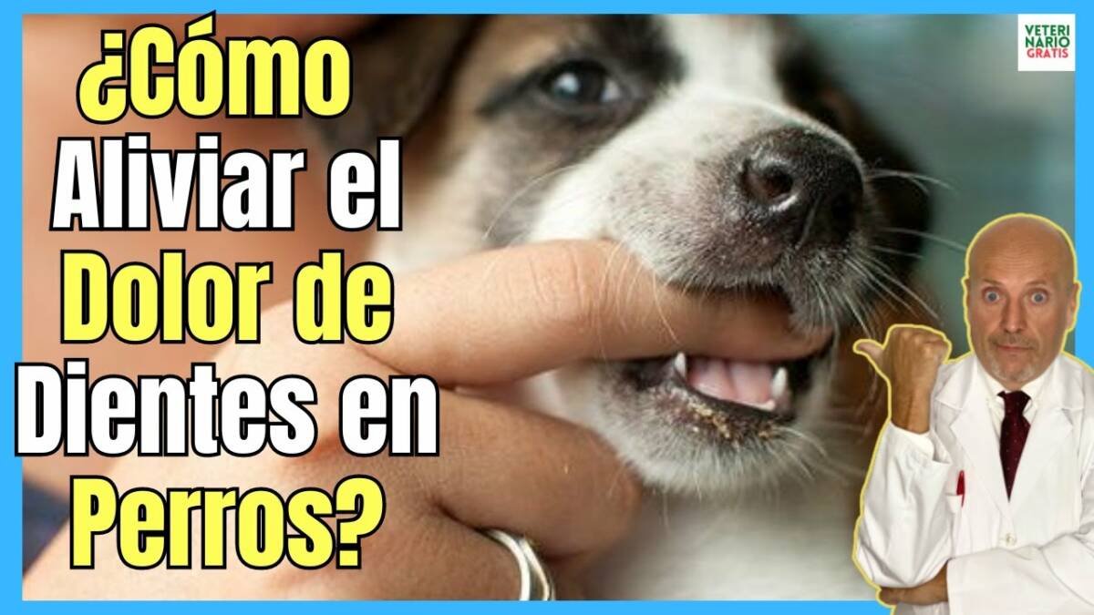 ¿CÓMO ALIVIAR EL DOLOR DE DIENTES EN PERROS CACHORROS Y ADULTOS?