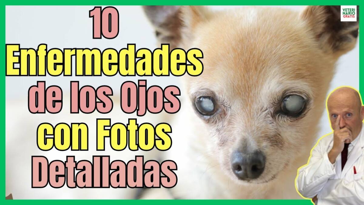 10 ENFERMEDADES MÁS COMUNES DE LOS OJOS EN PERROS CON SUS FOTOS EN DETALLE