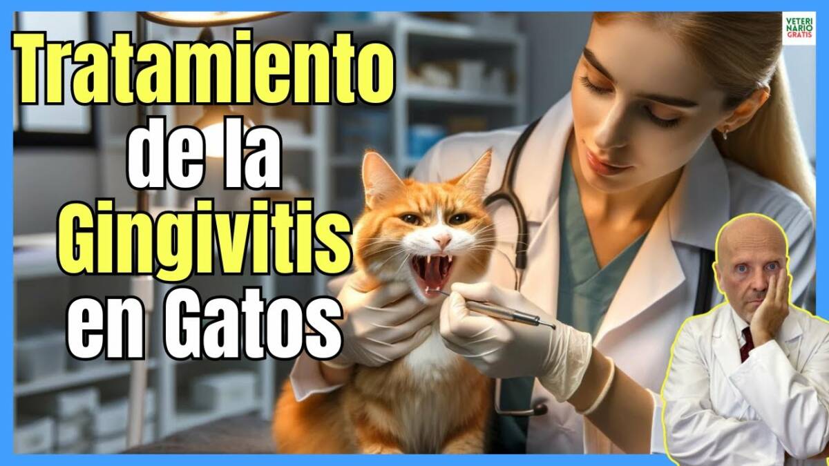 TRATAMIENTO DE LA GINGIVITIS CRÓNICA EN GATOS