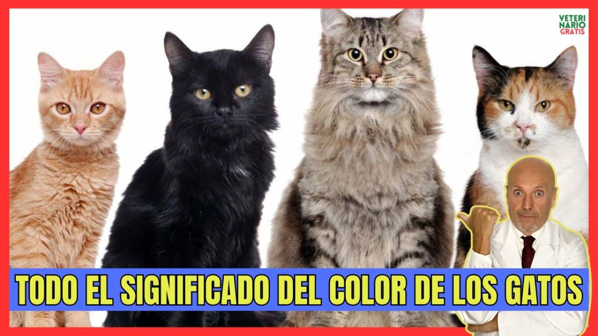 SIGNIFICADO DEL COLOR DE LOS GATOS Y LAS DISTINTAS PERSONALIDADES DE ...