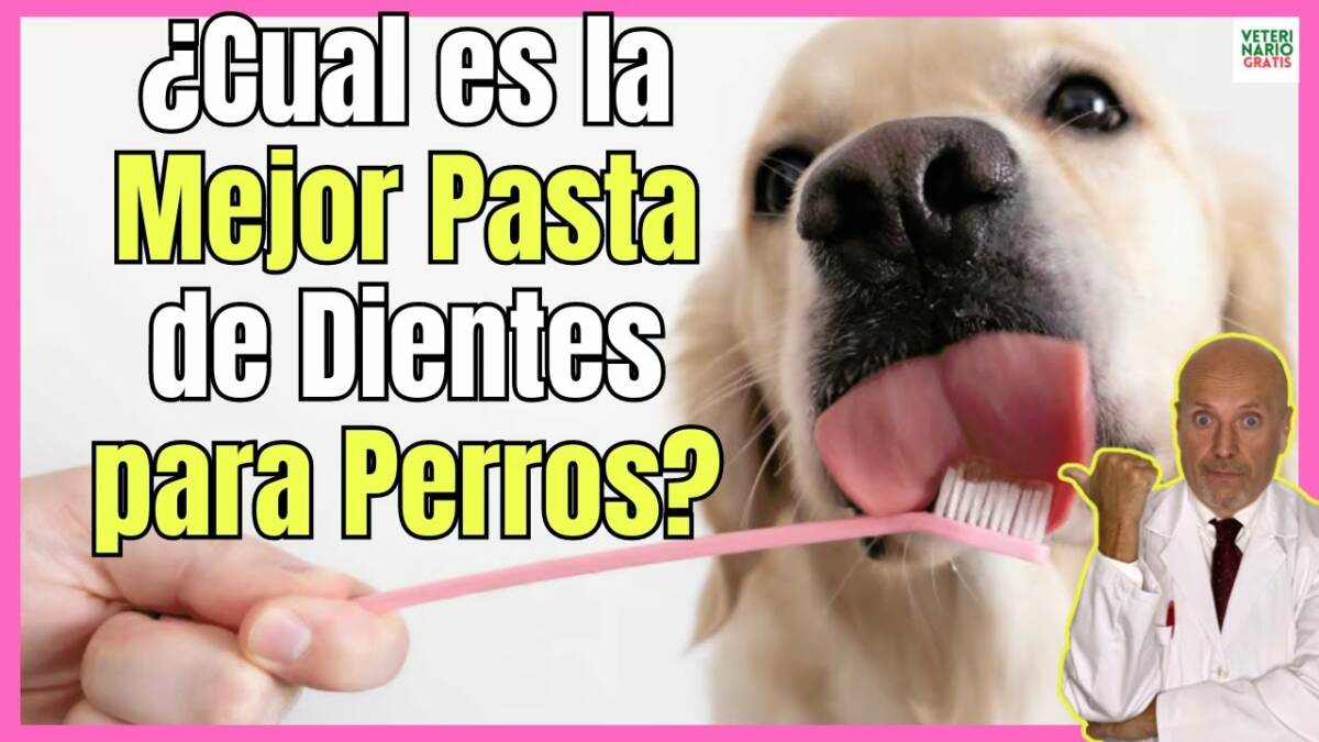 Cual es la mejor pasta de dientes para perros