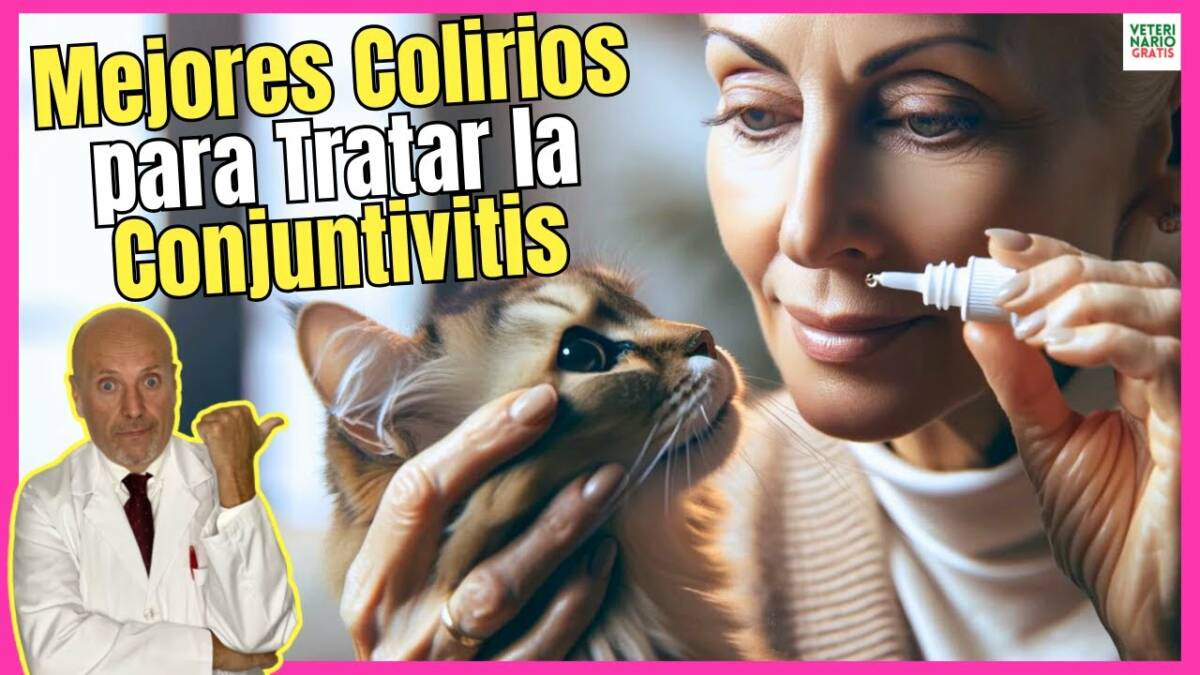 MEJORES COLIRIOS PARA EL TRATAMIENTO DE LA CONJUNTIVITIS EN GATOS