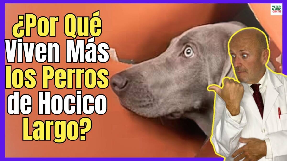 ¿PORQUE VIVEN MAS LOS PERROS DE HOCICO LARGO Y TAMAÑO PEQUEÑO?