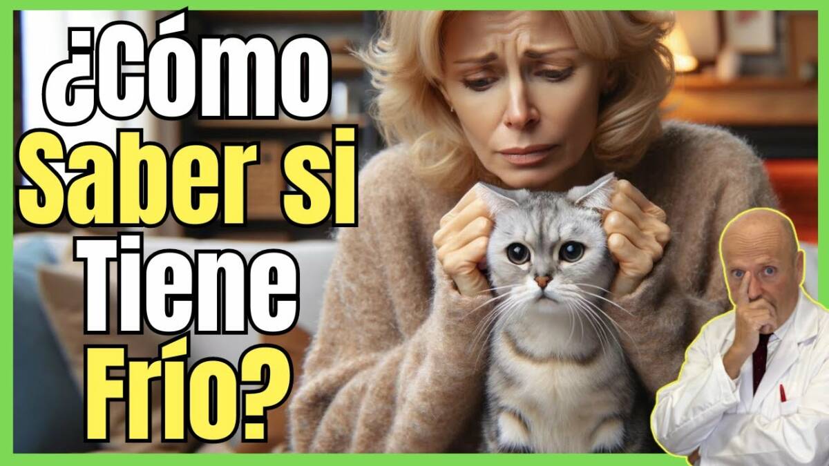 ¿COMO SABER SI MI GATO TIENE FRÍO? SÍNTOMAS DE HIPOTERMIA EN GATOS