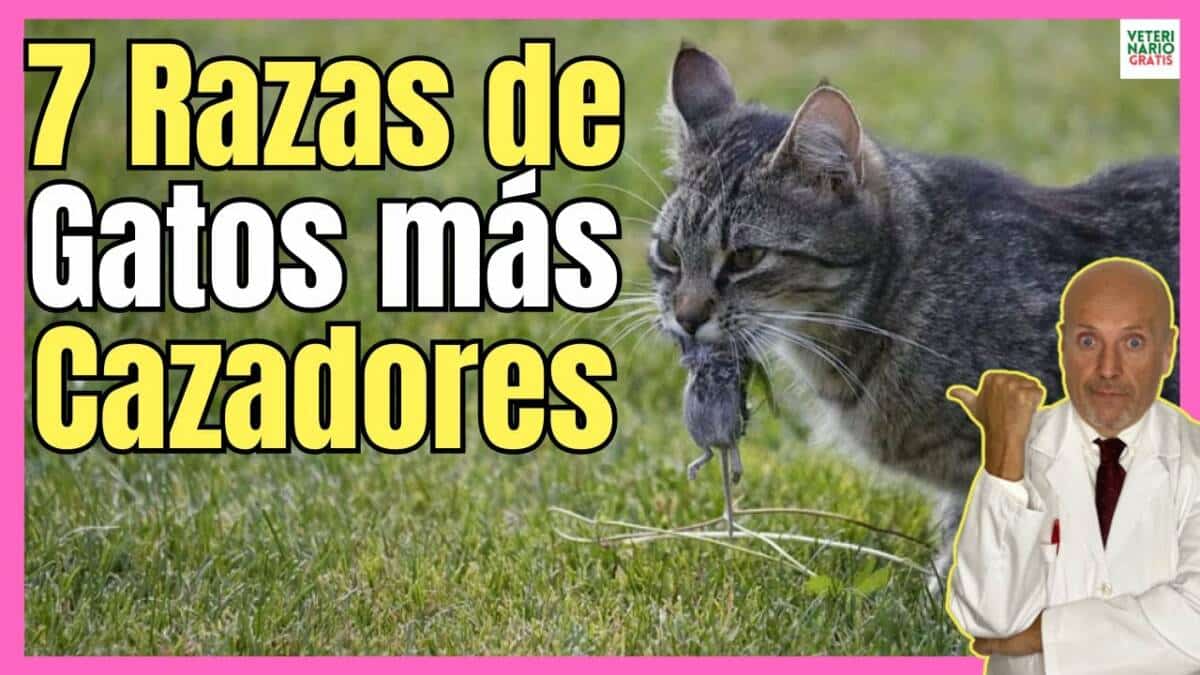 7 RAZAS DE GATOS MÁS CAZADORES