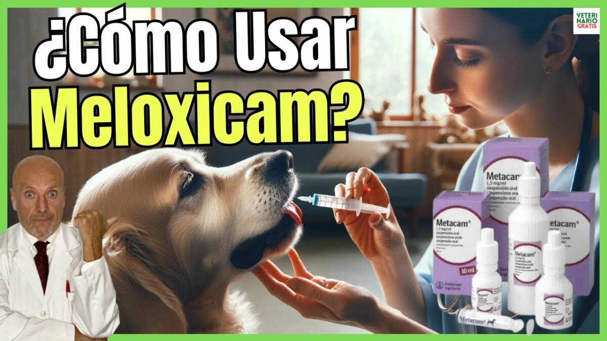 MELOXICAM PARA PERROS DOSIS, ¿PARA QUE SIRVE? Y PRECIO