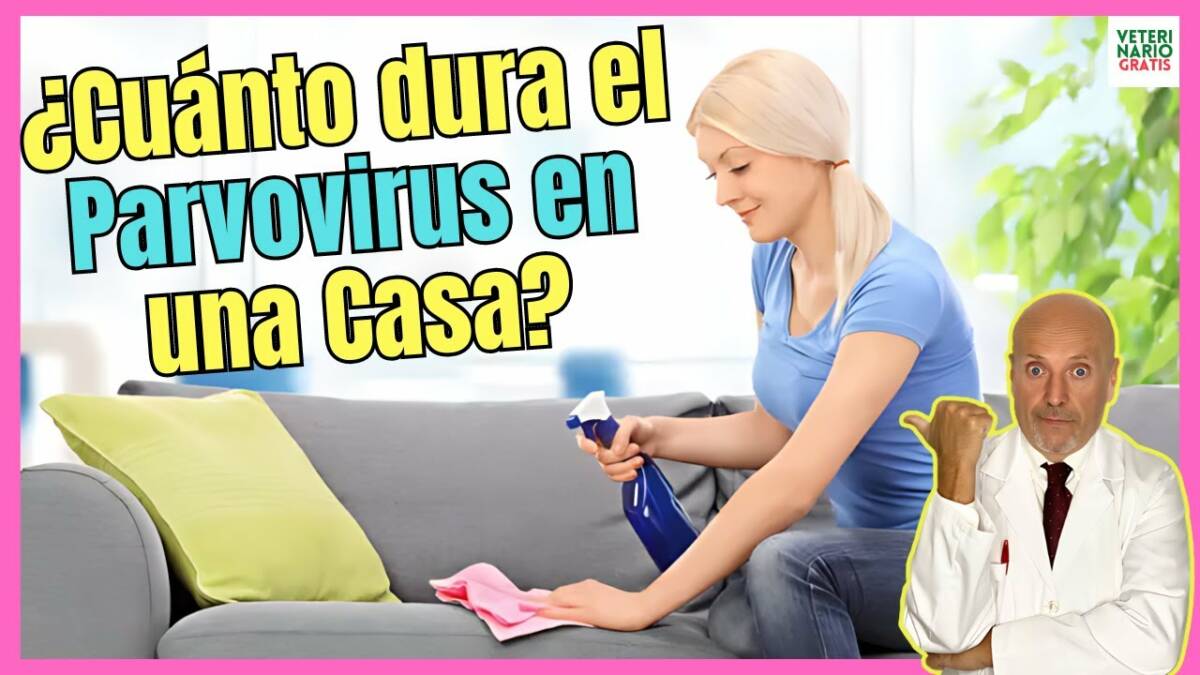 ¿CUANTO DURA EL PARVOVIRUS EN UNA CASA?