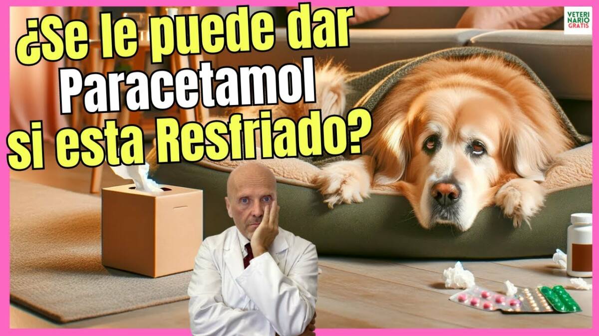 ¿SE LE PUEDE DAR PARACETAMOL A UN PERRO RESFRIADO?