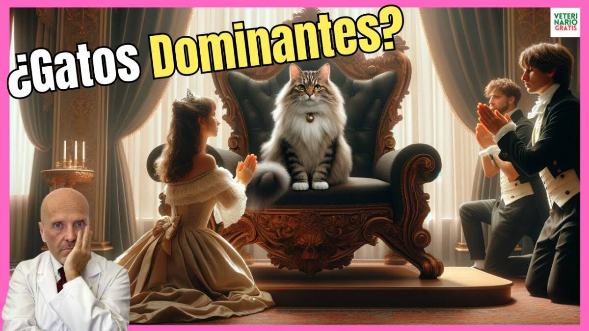 GATOS DOMINANTES DEFINICIÓN COMPORTAMIENTO Y QUE HACER CON ELLOS