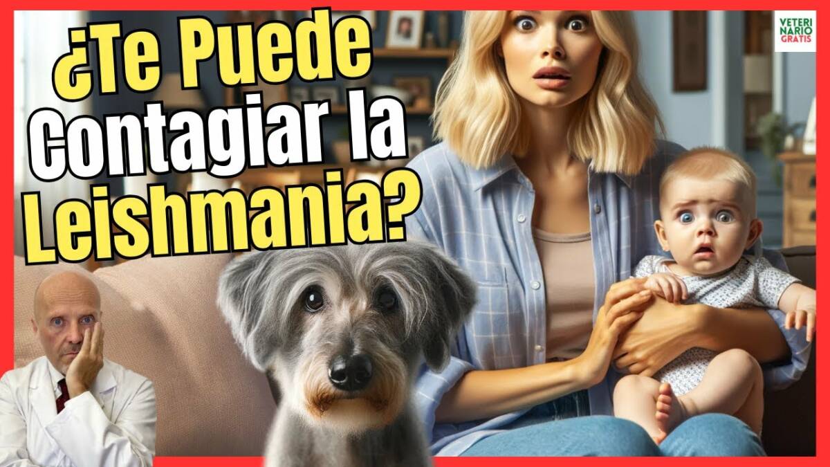 ¿SE CONTAGIA LA LEISHMANIOSIS DE PERROS A HUMANOS?