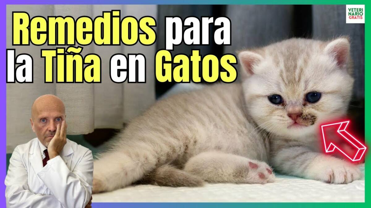 REMEDIOS CASEROS EFECTIVOS PARA LA TIÑA EN LOS GATOS