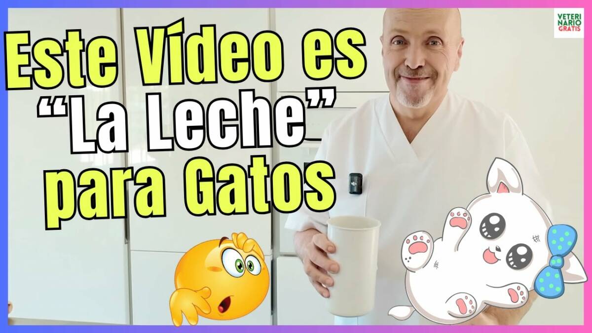 ¿COMO HACER LECHE CASERA PARA GATOS BEBES?