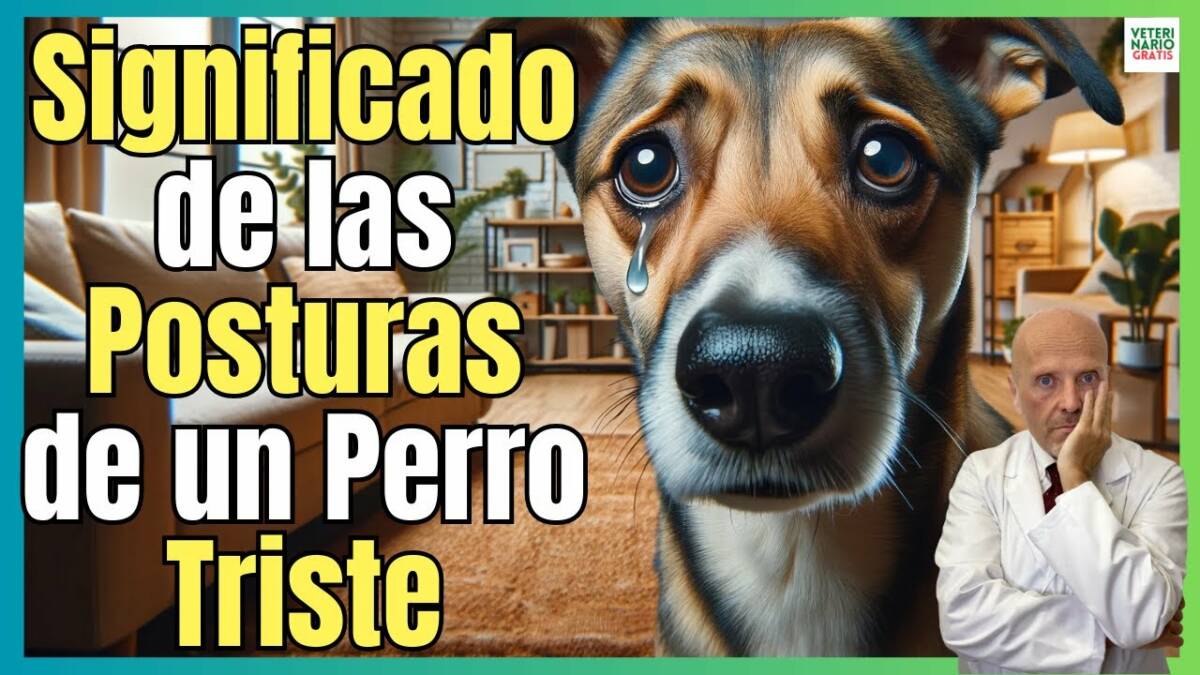 POSTURAS DE UN PERRO TRISTE Y SU SIGNIFICADO