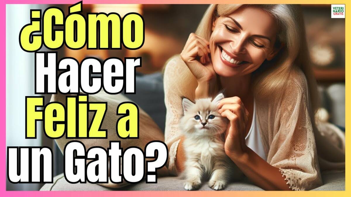 Como hacer feliz a un gato