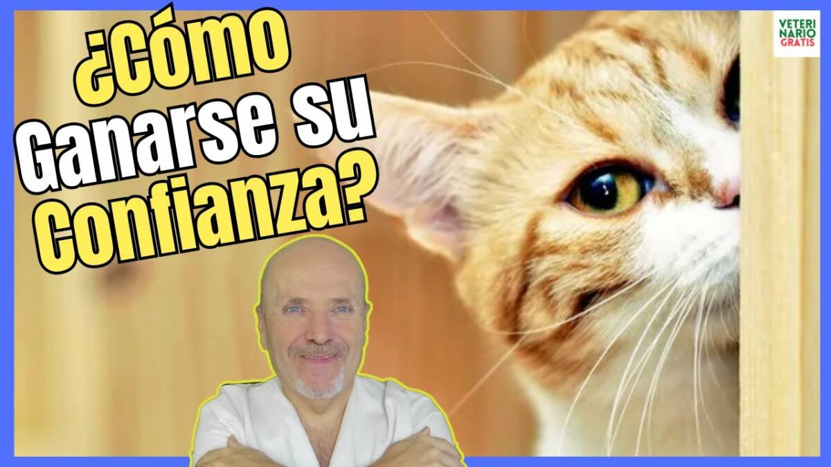 ¿COMO GANARSE LA CONFIANZA DE UN GATO?