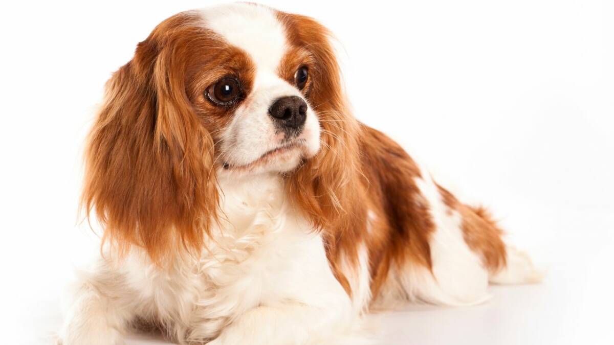 Enfermedades comunes del cavalier King Charles spaniel