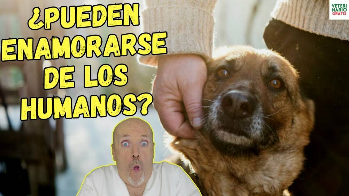 ¿Pueden los perros enamorarse de las personas?