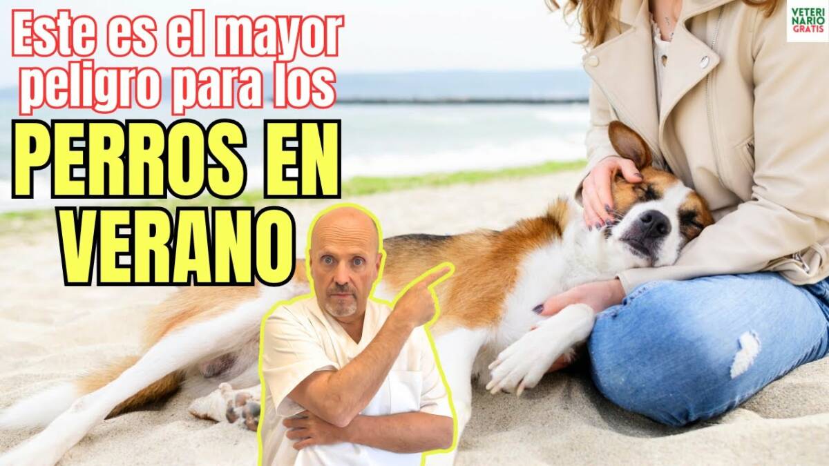 Sin duda este es el mayor peligro para los perros en verano ya que agraba un golpe de calor