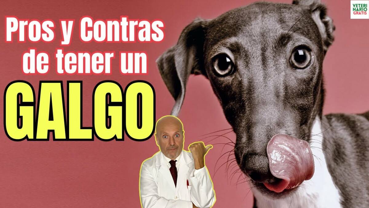 Pros y contras de tener un galgo