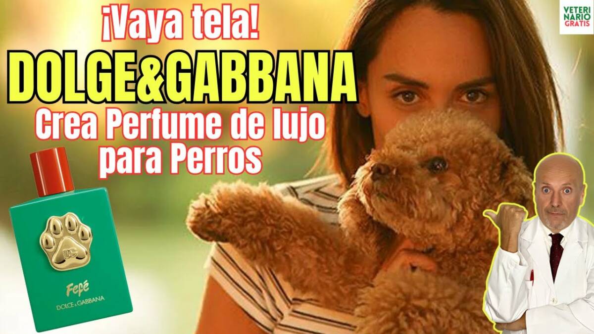 Mi opinon sobre fefé el nuevo perfume de dolge gabbana para perros