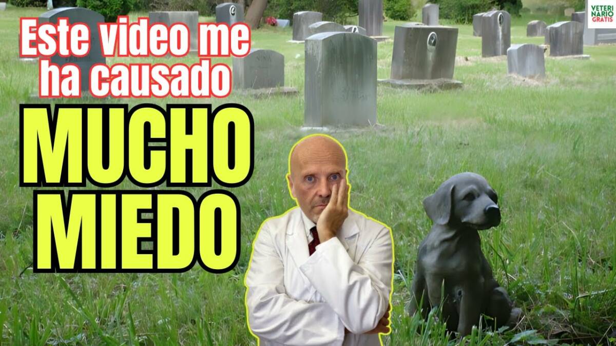 Debo reconocer que este video me ha dado miedo