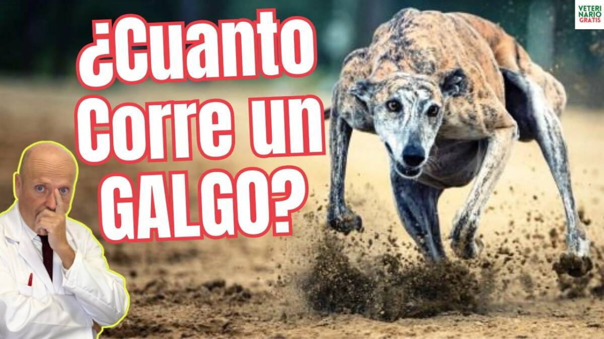 Cuanto corre un galgo y otras curiosidades sobre los perros de esta raza