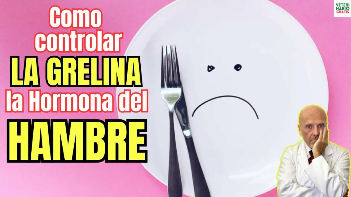 Como controlar la grelina la hormona del hambre