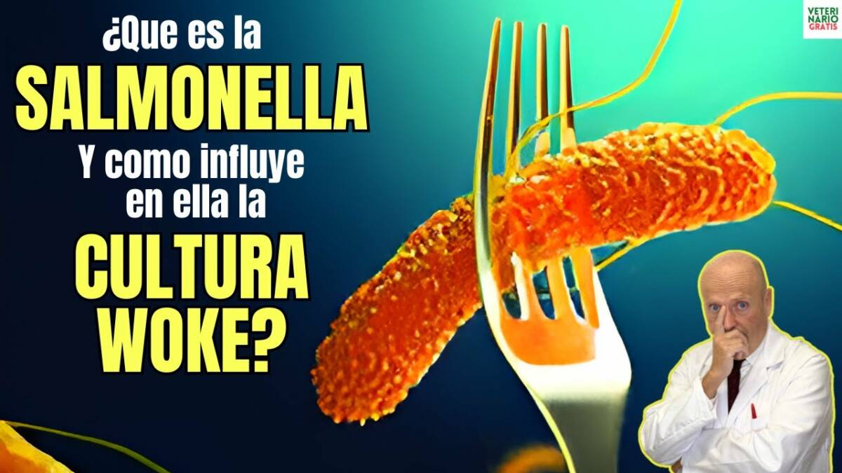 Que es la salmonella y porque es tan importante ahora por la cultura woke