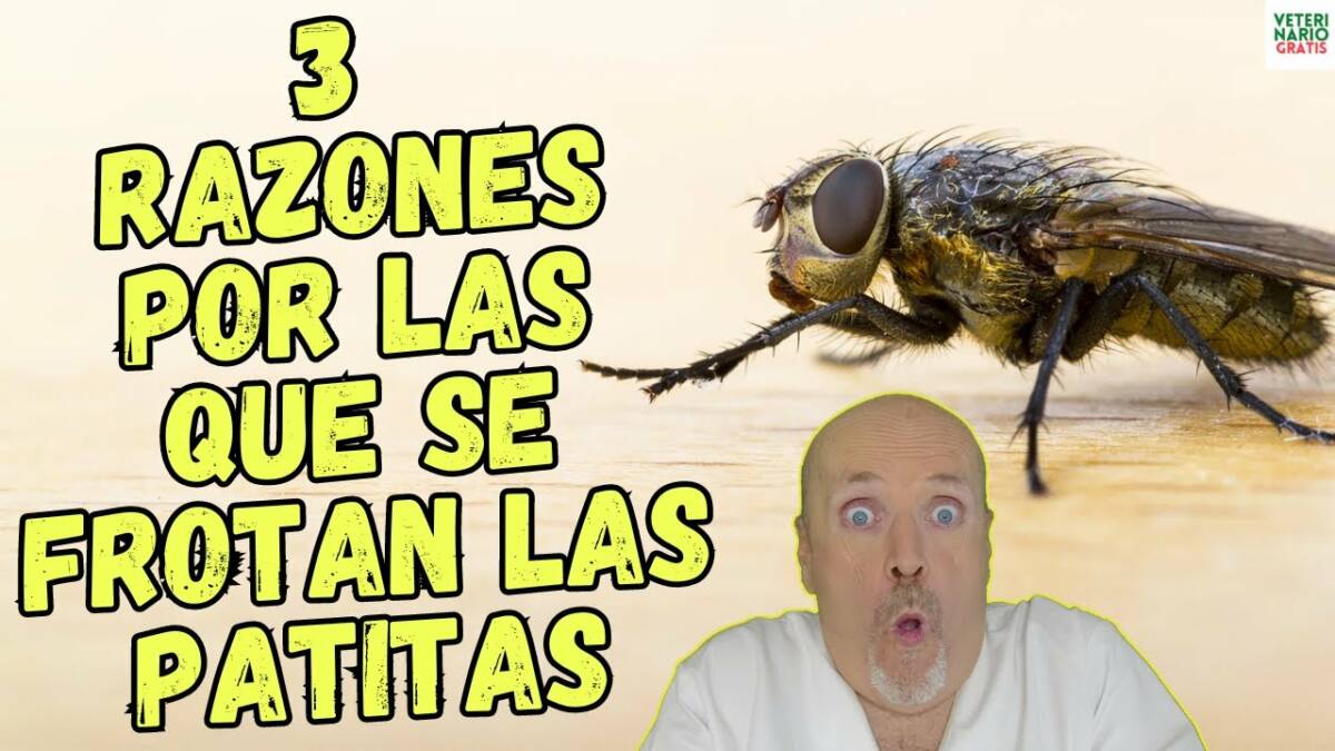 Porque las moscas se frotan las patitas 3 razones que te sorprenderan