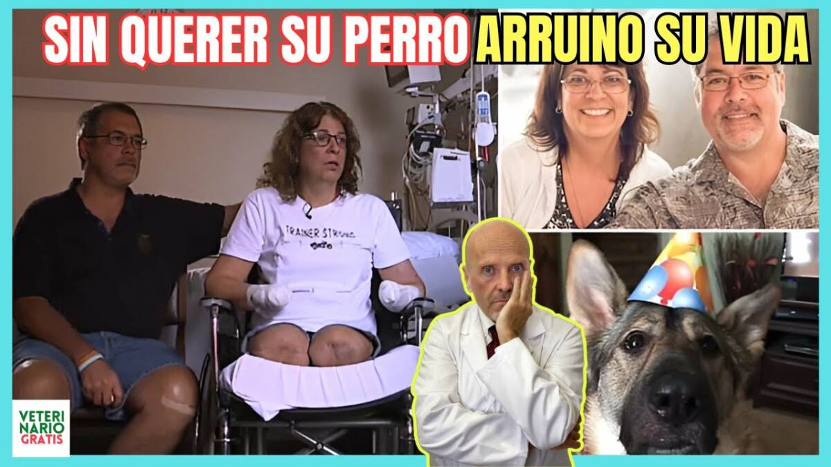 Le amputan piernas y brazos por lamido de perro con infeccion de capnocytophaga canimorsus