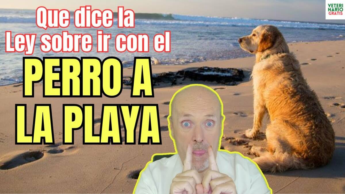 Puedo ir con mi perro a la playa esto dice la ley de bienestar animal